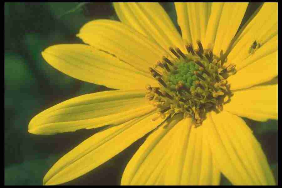 Flowers Close-Up - Corel Professional Photos ></a>
<script language=JavaScript> 
  var txt = 