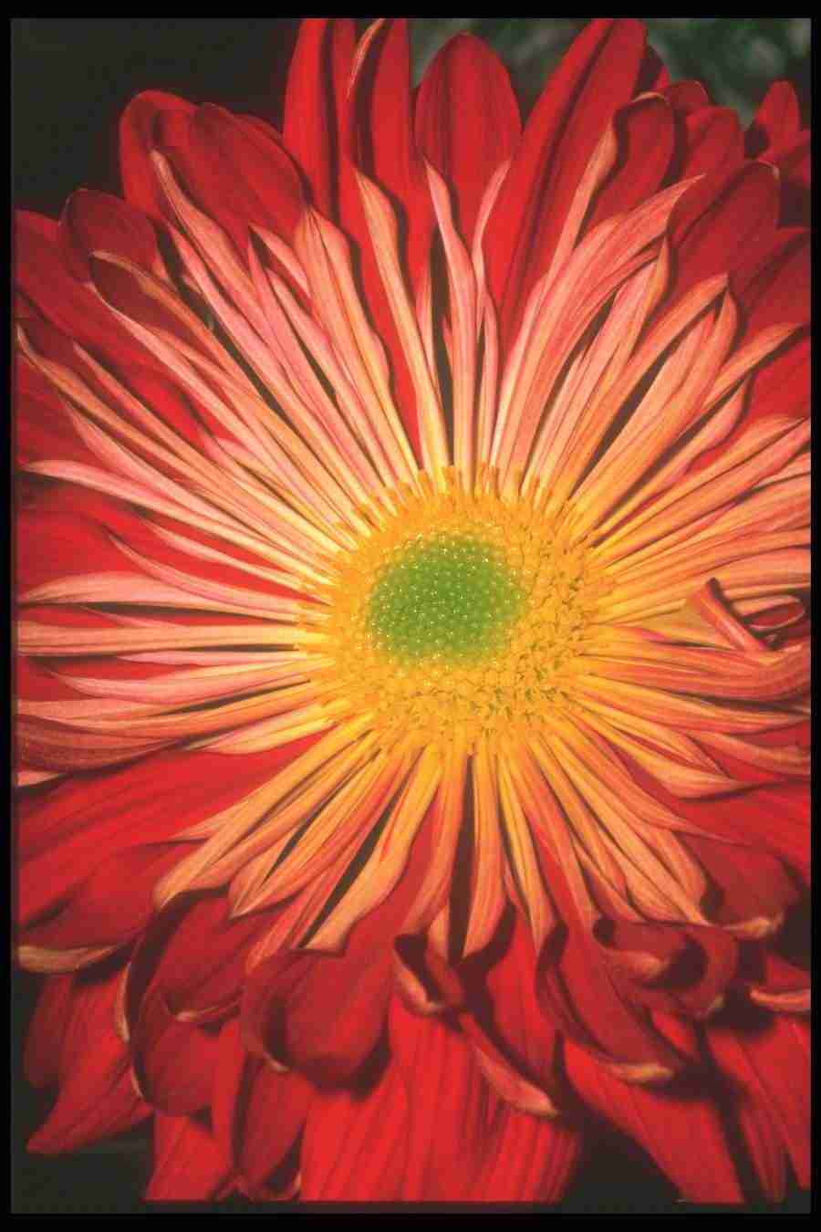 Flowers Close-Up - Corel Professional Photos ></a>
<script language=JavaScript> 
  var txt = 