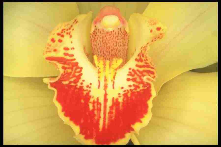 Flowers Close-Up - Corel Professional Photos ></a>
<script language=JavaScript> 
  var txt = 