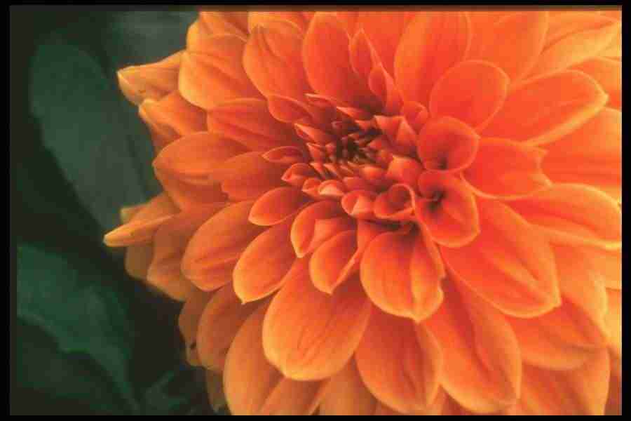 Flowers Close-Up - Corel Professional Photos ></a>
<script language=JavaScript> 
  var txt = 