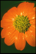 Flowers Close-Up