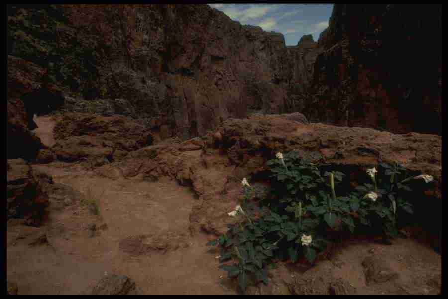 Grand Canyon - Corel Professional Photos ></a>
<script language=JavaScript> 
  var txt = 