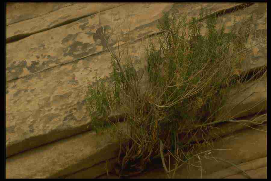 Grand Canyon - Corel Professional Photos ></a>
<script language=JavaScript> 
  var txt = 