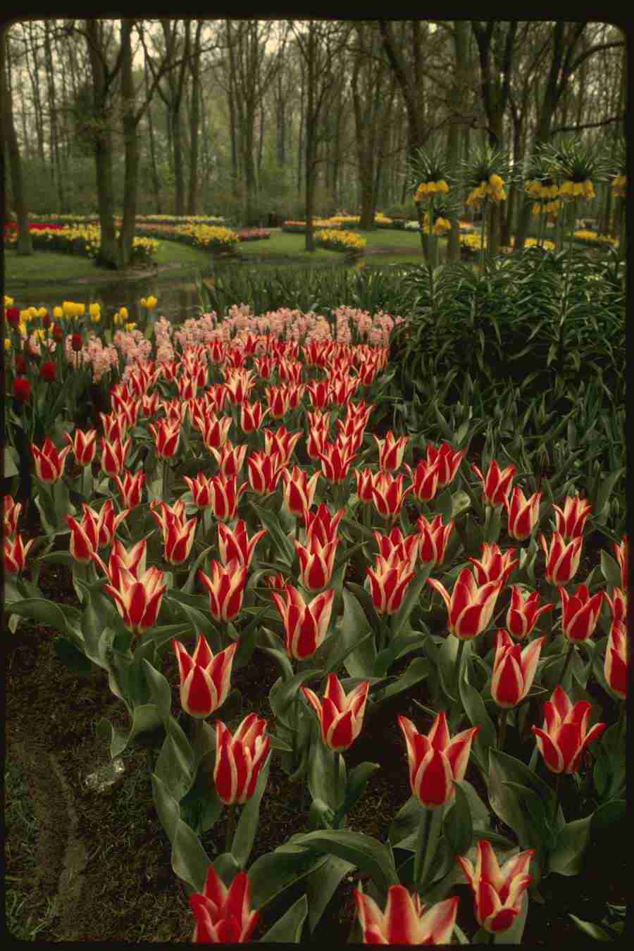 Holland - Corel Professional Photos ></a>
<script language=JavaScript> 
  var txt = 