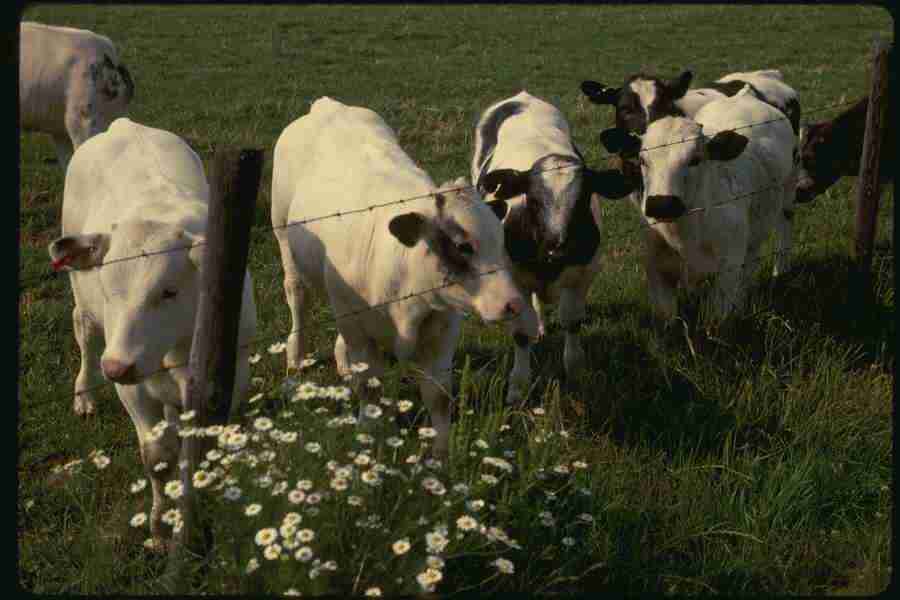 Holland - Corel Professional Photos ></a>
<script language=JavaScript> 
  var txt = 