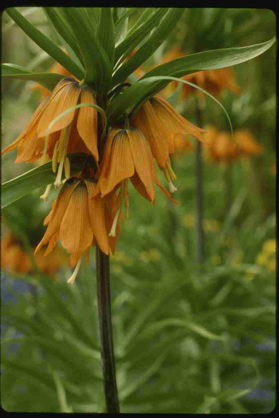 Holland - Corel Professional Photos ></a>
<script language=JavaScript> 
  var txt = 