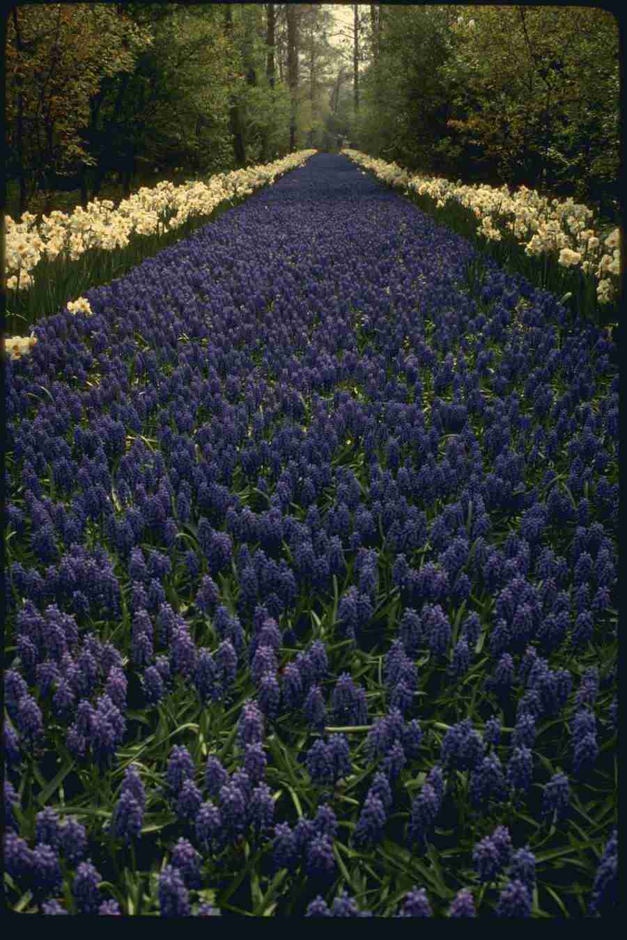 Holland - Corel Professional Photos ></a>
<script language=JavaScript> 
  var txt = 