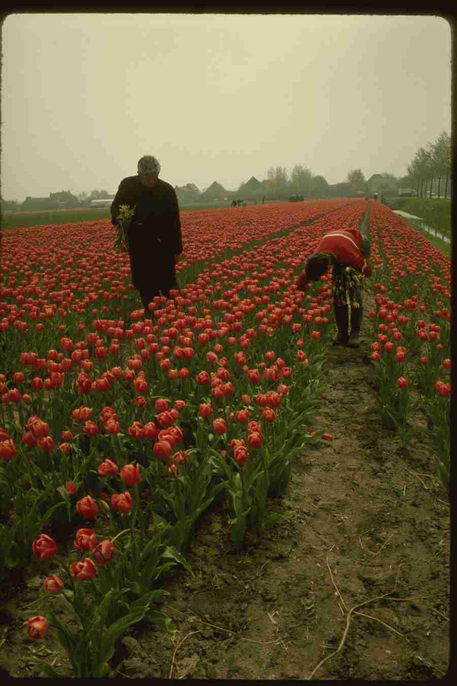 Holland - Corel Professional Photos ></a>
<script language=JavaScript> 
  var txt = 