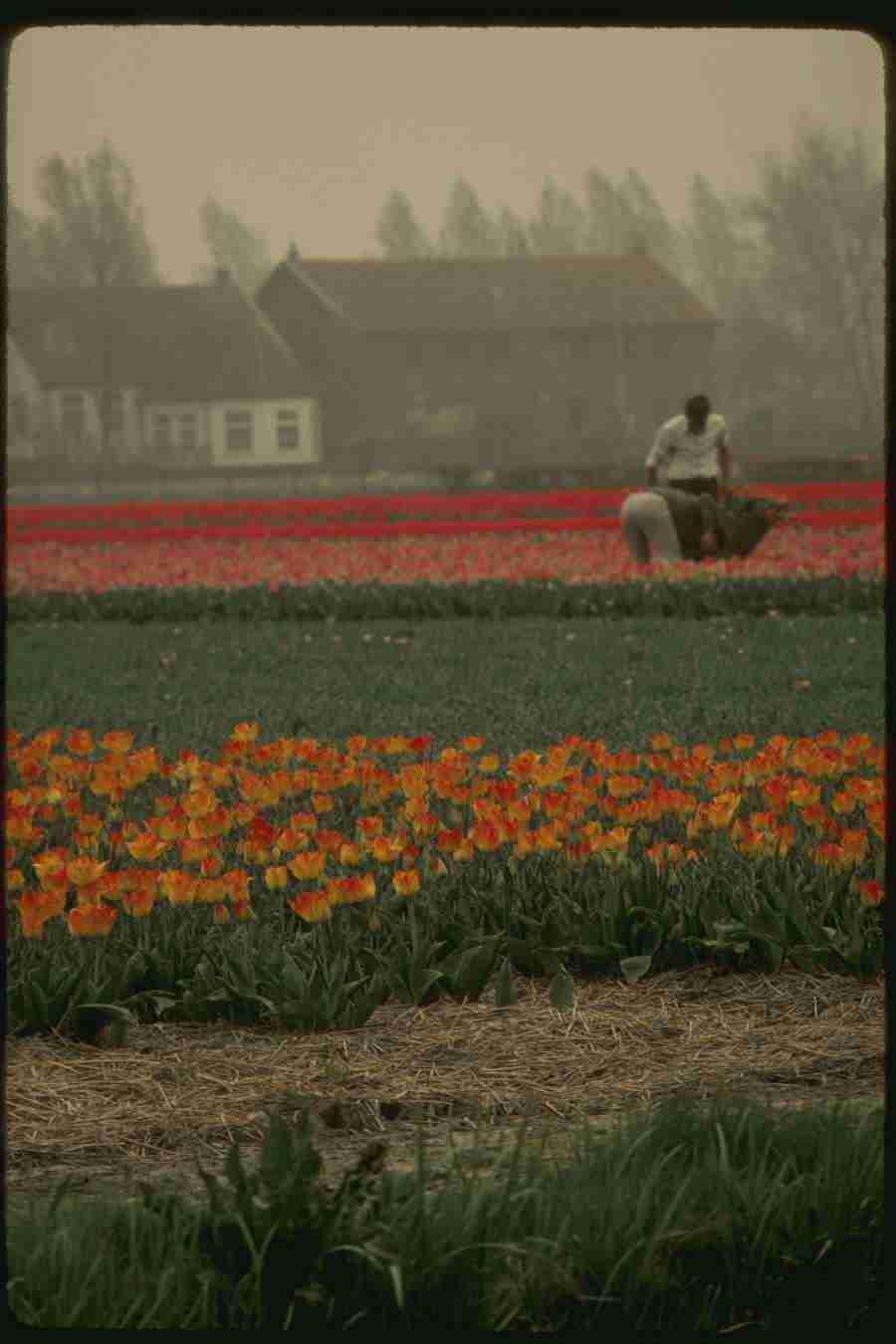 Holland - Corel Professional Photos ></a>
<script language=JavaScript> 
  var txt = 