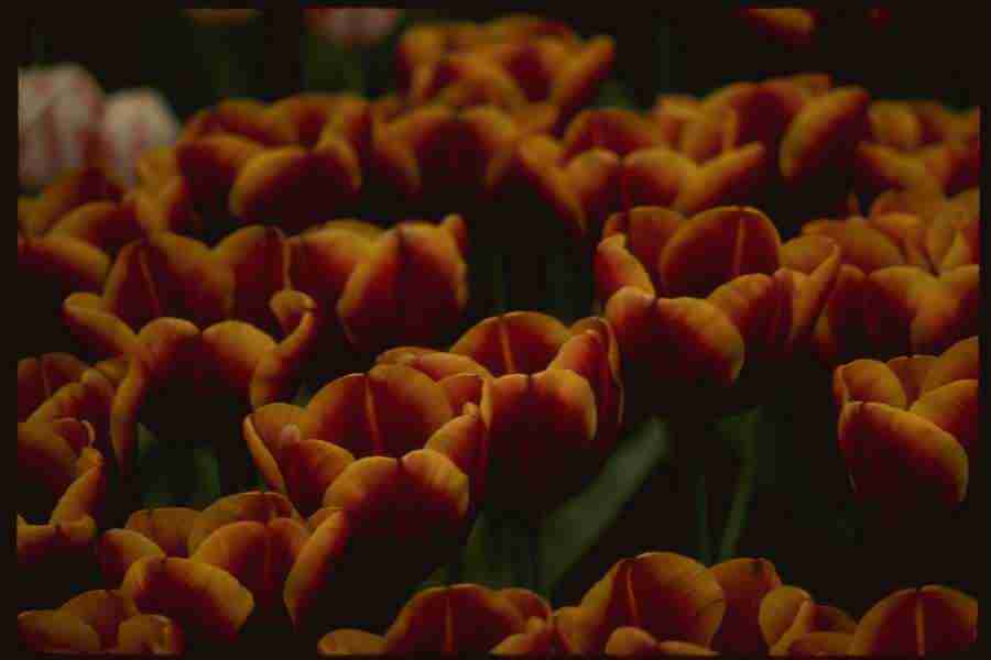 Holland - Corel Professional Photos ></a>
<script language=JavaScript> 
  var txt = 