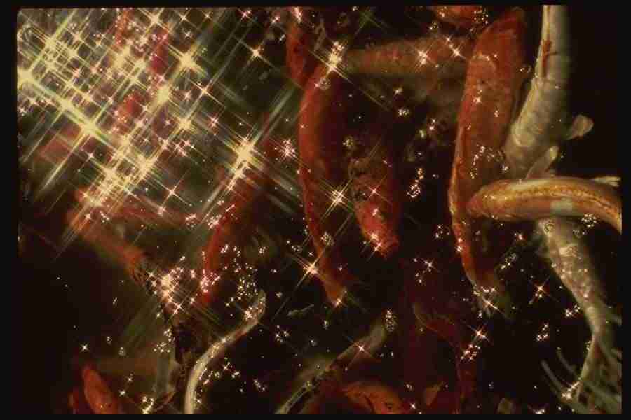 Hawaii - Corel Professional Photos ></a>
<script language=JavaScript> 
  var txt = 