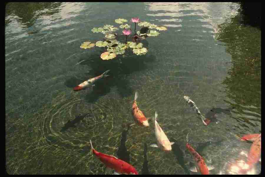 Hawaii - Corel Professional Photos ></a>
<script language=JavaScript> 
  var txt = 