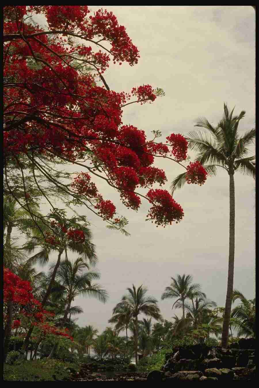 Hawaii - Corel Professional Photos ></a>
<script language=JavaScript> 
  var txt = 