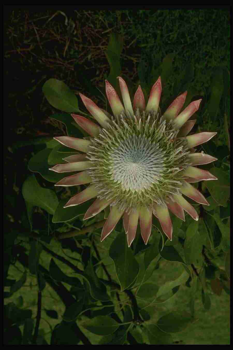 Hawaii - Corel Professional Photos ></a>
<script language=JavaScript> 
  var txt = 