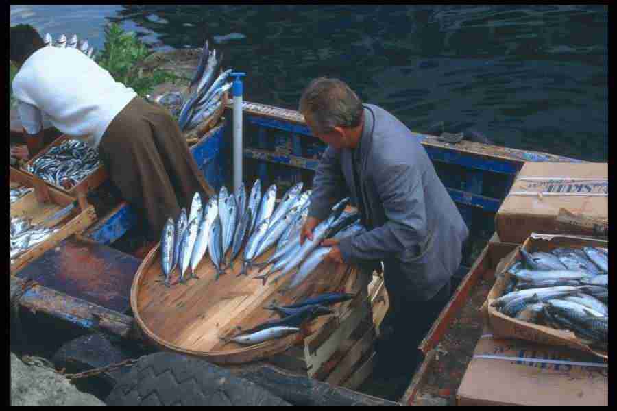 Images of Turkey - Corel Professional Photos ></a>
<script language=JavaScript> 
  var txt = 