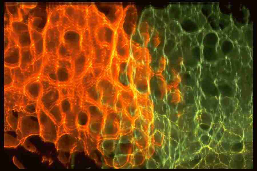 Light Textures - Corel Professional Photos ></a>
<script language=JavaScript> 
  var txt = 