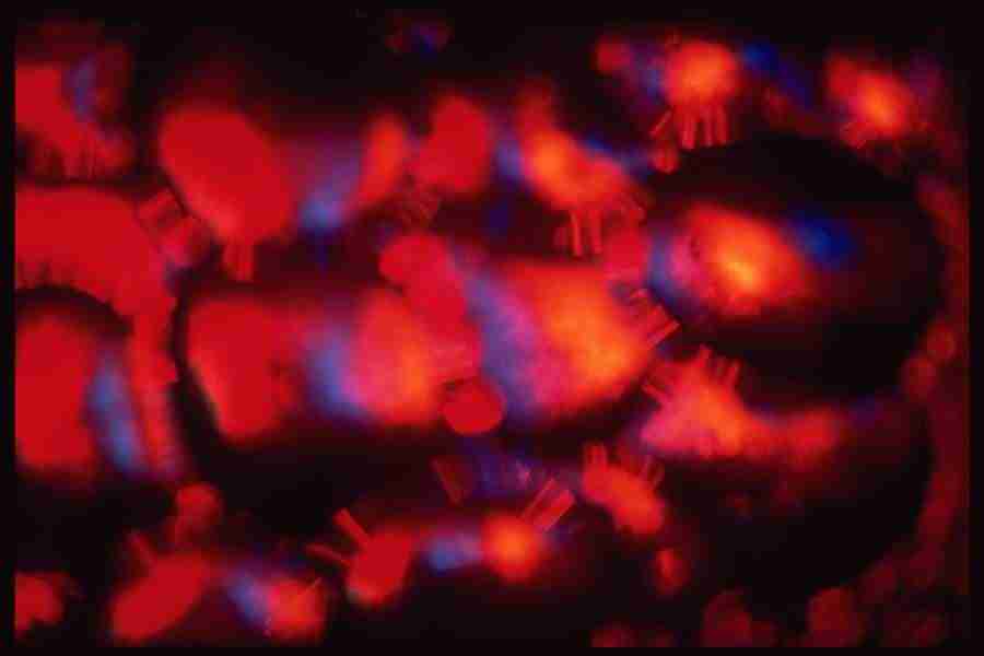 Light Textures - Corel Professional Photos ></a>
<script language=JavaScript> 
  var txt = 