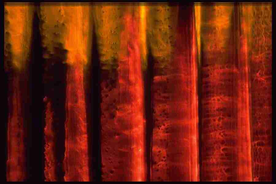 Light Textures - Corel Professional Photos ></a>
<script language=JavaScript> 
  var txt = 