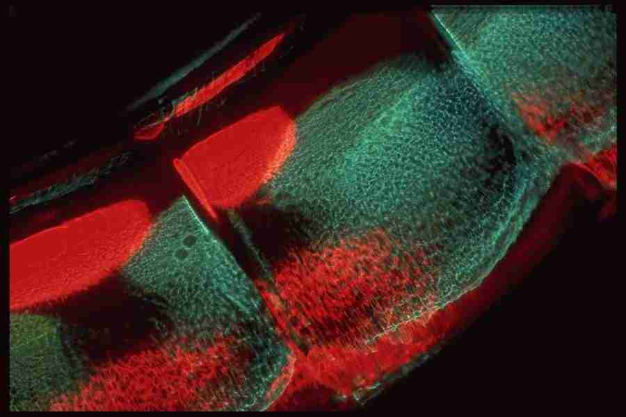 Light Textures - Corel Professional Photos ></a>
<script language=JavaScript> 
  var txt = 