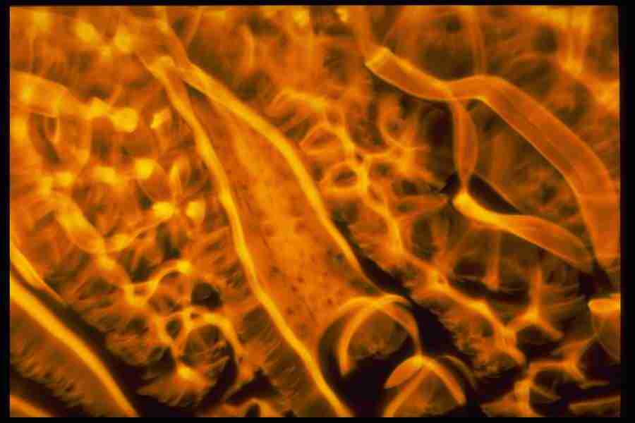 Light Textures - Corel Professional Photos ></a>
<script language=JavaScript> 
  var txt = 