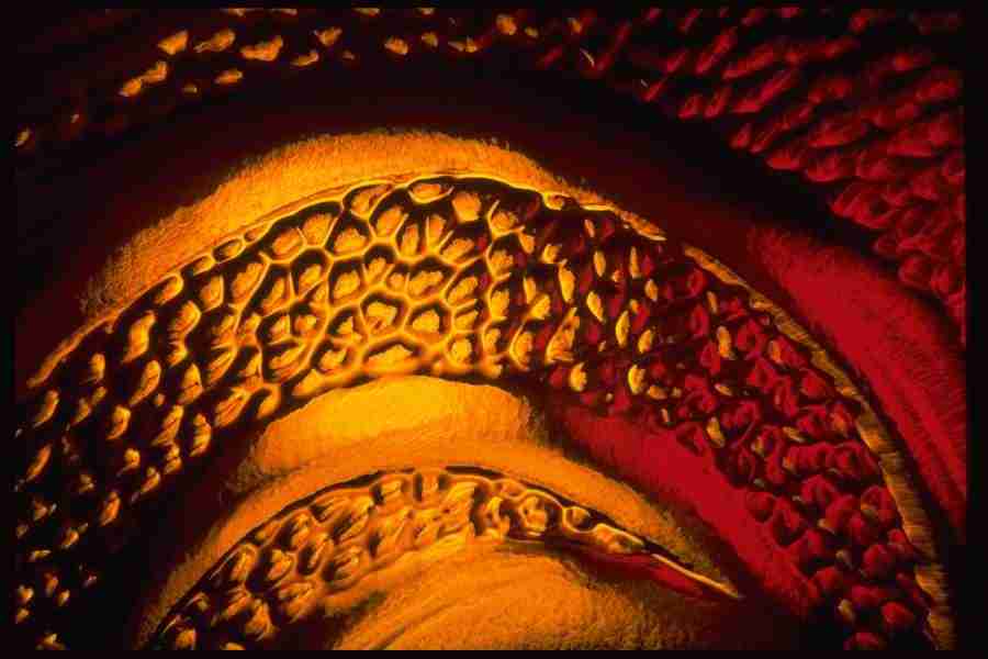 Light Textures - Corel Professional Photos ></a>
<script language=JavaScript> 
  var txt = 