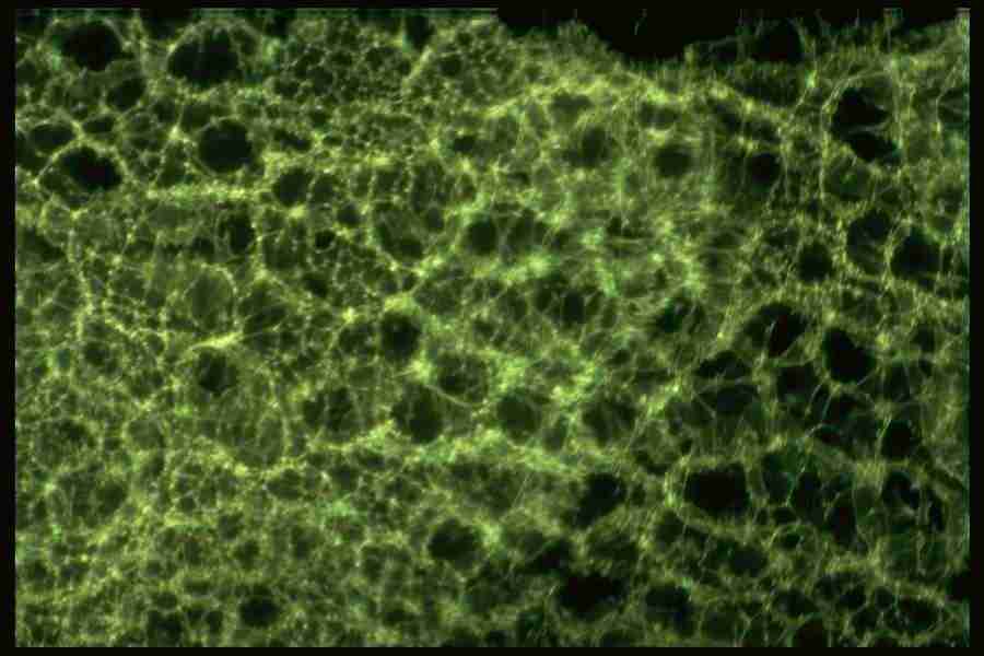 Light Textures - Corel Professional Photos ></a>
<script language=JavaScript> 
  var txt = 