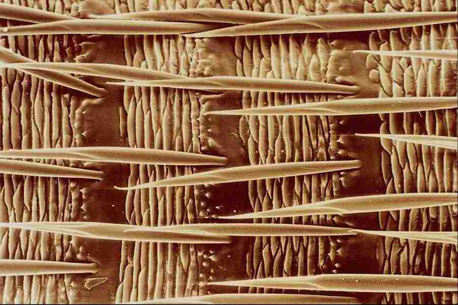 Microscopic Images - Corel Professional Photos ></a>
<script language=JavaScript> 
  var txt = 