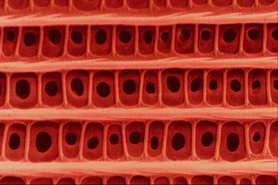 Microscopic Images - Corel Professional Photos ></a>
<script language=JavaScript> 
  var txt = 