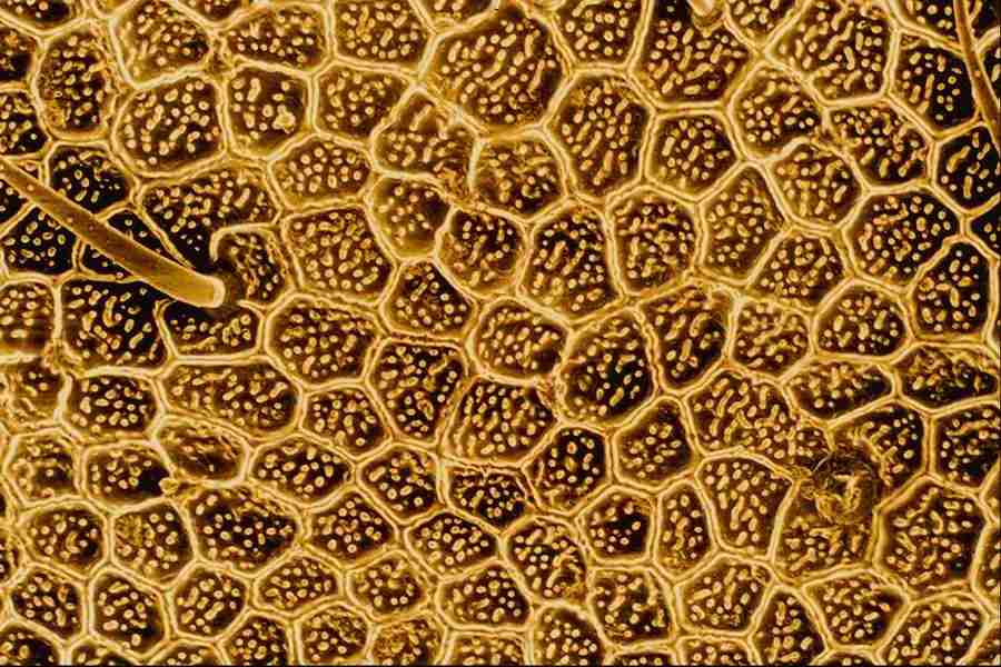 Microscopic Images - Corel Professional Photos ></a>
<script language=JavaScript> 
  var txt = 