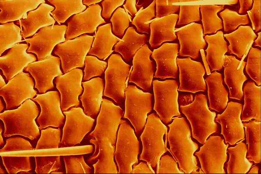 Microscopic Images - Corel Professional Photos ></a>
<script language=JavaScript> 
  var txt = 