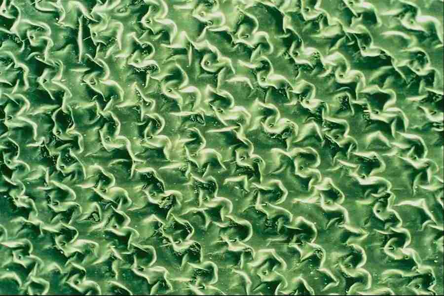 Microscopic Images - Corel Professional Photos ></a>
<script language=JavaScript> 
  var txt = 