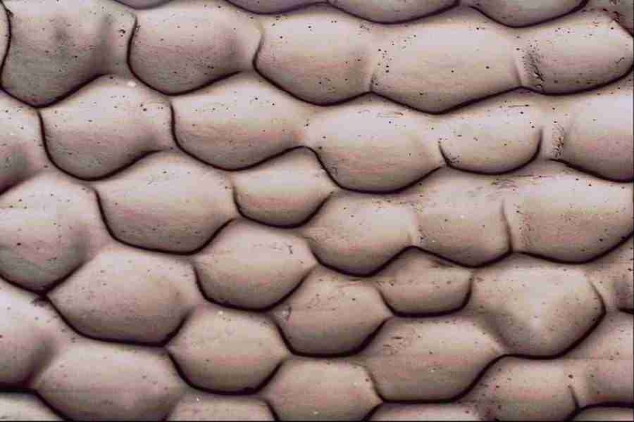 Microscopic Images - Corel Professional Photos ></a>
<script language=JavaScript> 
  var txt = 