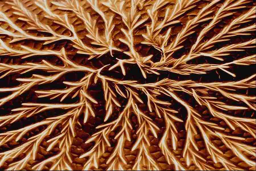 Microscopic Images - Corel Professional Photos ></a>
<script language=JavaScript> 
  var txt = 