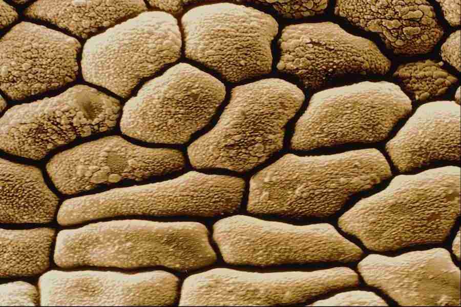 Microscopic Images - Corel Professional Photos ></a>
<script language=JavaScript> 
  var txt = 