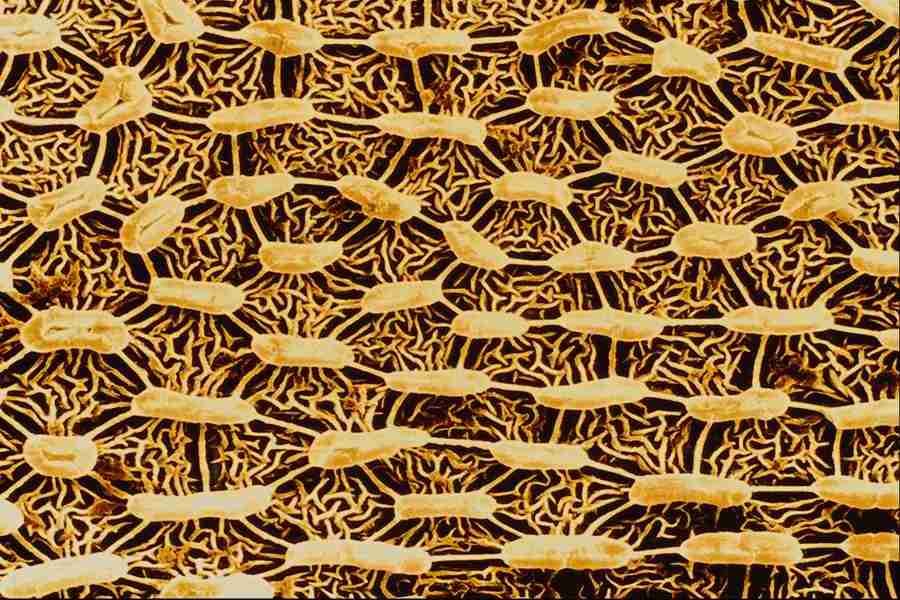 Microscopic Images - Corel Professional Photos ></a>
<script language=JavaScript> 
  var txt = 