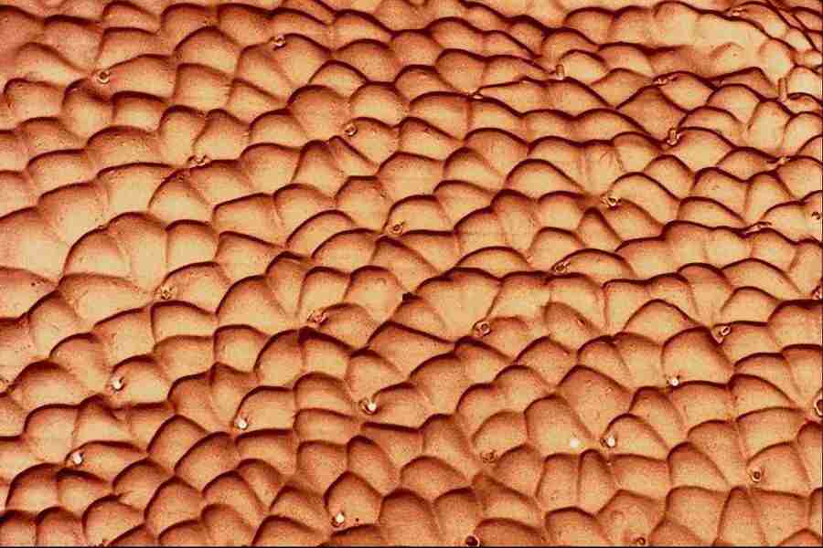 Microscopic Images - Corel Professional Photos ></a>
<script language=JavaScript> 
  var txt = 