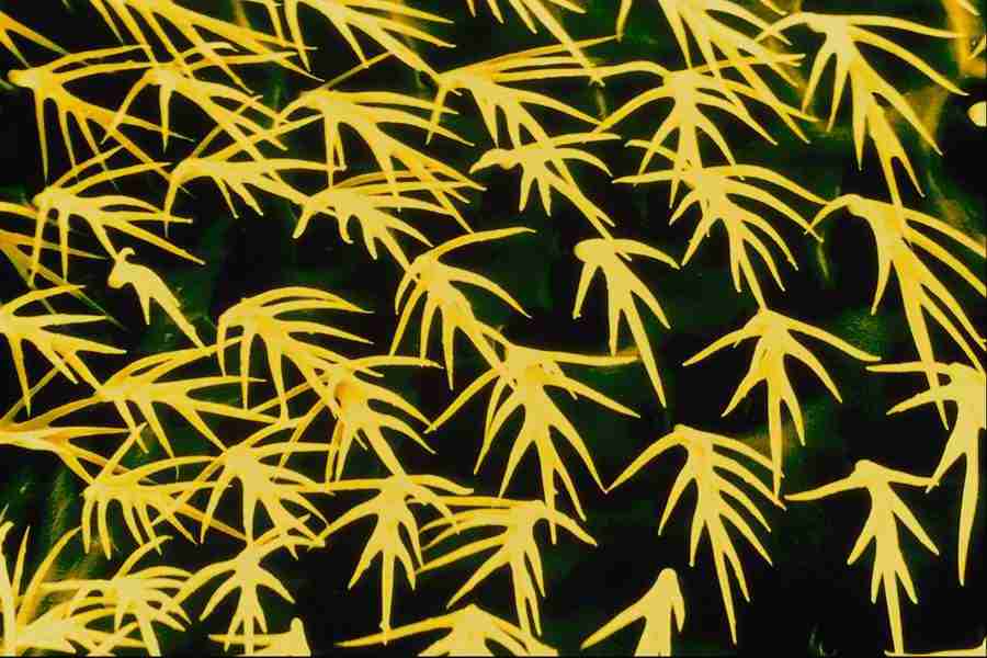 Microscopic Images - Corel Professional Photos ></a>
<script language=JavaScript> 
  var txt = 