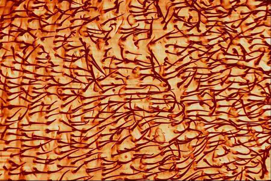 Microscopic Images - Corel Professional Photos ></a>
<script language=JavaScript> 
  var txt = 