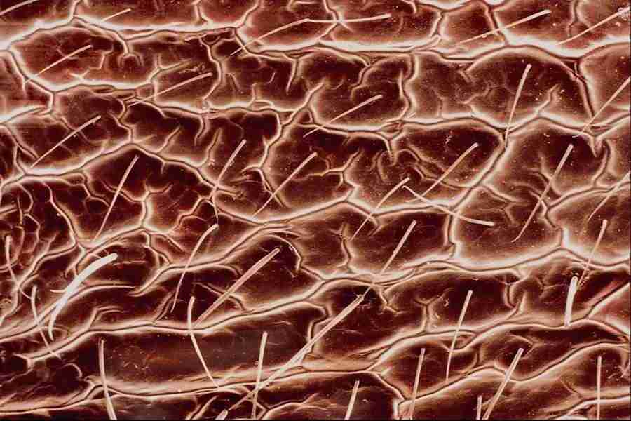 Microscopic Images - Corel Professional Photos ></a>
<script language=JavaScript> 
  var txt = 