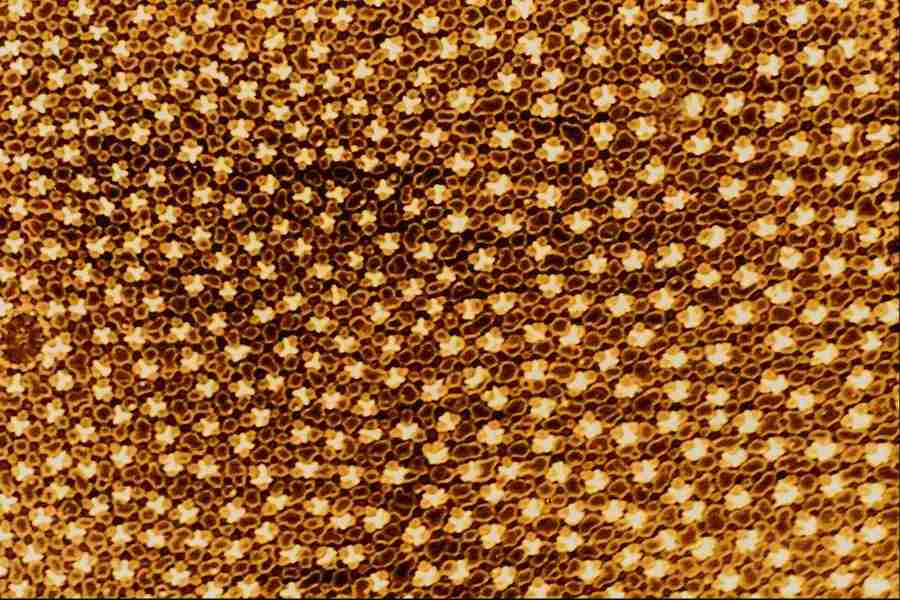 Microscopic Images - Corel Professional Photos ></a>
<script language=JavaScript> 
  var txt = 