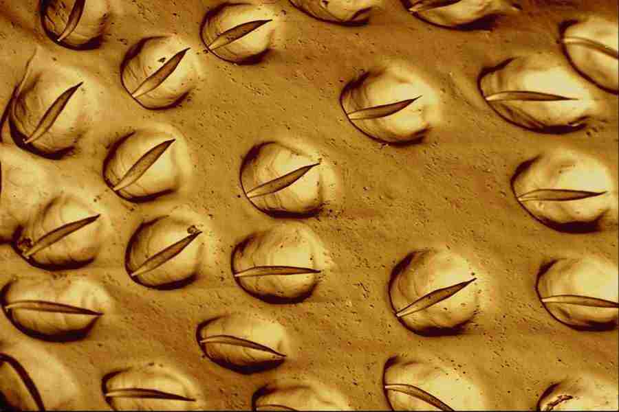 Microscopic Images - Corel Professional Photos ></a>
<script language=JavaScript> 
  var txt = 