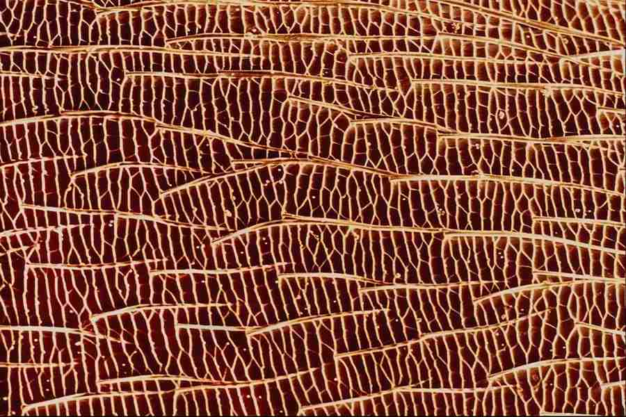 Microscopic Images - Corel Professional Photos ></a>
<script language=JavaScript> 
  var txt = 