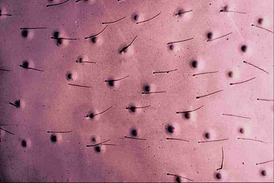 Microscopic Images - Corel Professional Photos ></a>
<script language=JavaScript> 
  var txt = 