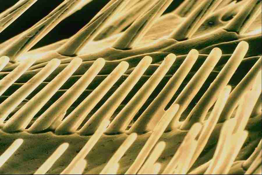 Microscopic Images - Corel Professional Photos ></a>
<script language=JavaScript> 
  var txt = 