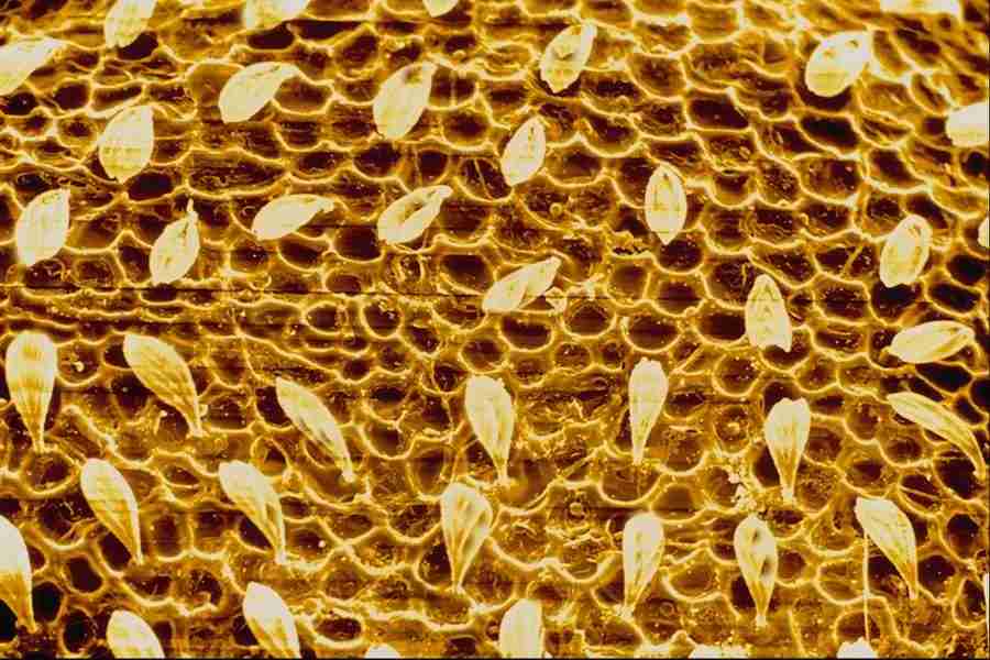 Microscopic Images - Corel Professional Photos ></a>
<script language=JavaScript> 
  var txt = 