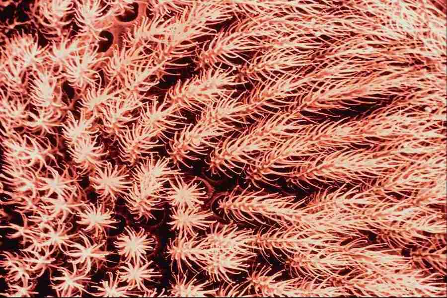 Microscopic Images - Corel Professional Photos ></a>
<script language=JavaScript> 
  var txt = 