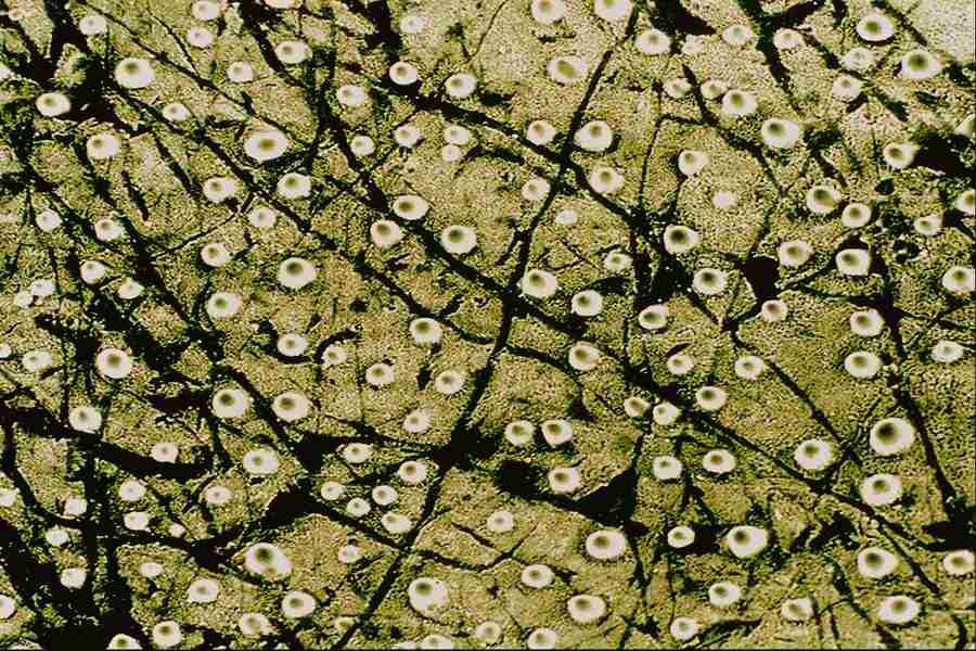 Microscopic Images - Corel Professional Photos ></a>
<script language=JavaScript> 
  var txt = 