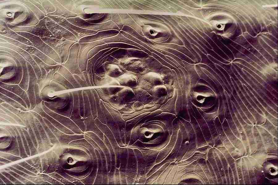 Microscopic Images - Corel Professional Photos ></a>
<script language=JavaScript> 
  var txt = 