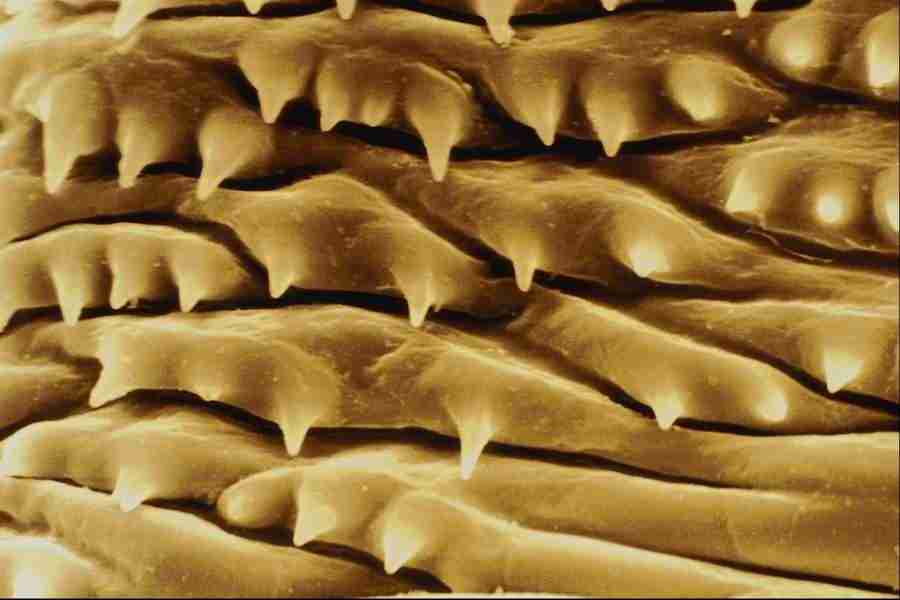 Microscopic Images - Corel Professional Photos ></a>
<script language=JavaScript> 
  var txt = 