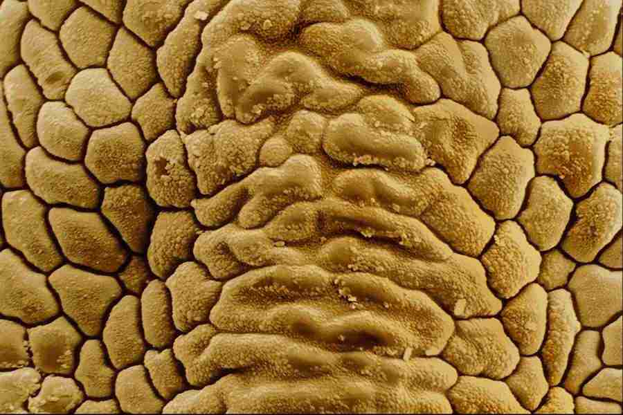 Microscopic Images - Corel Professional Photos ></a>
<script language=JavaScript> 
  var txt = 